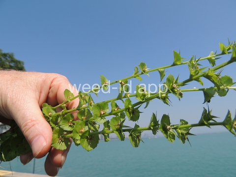 venuslookingglass, common